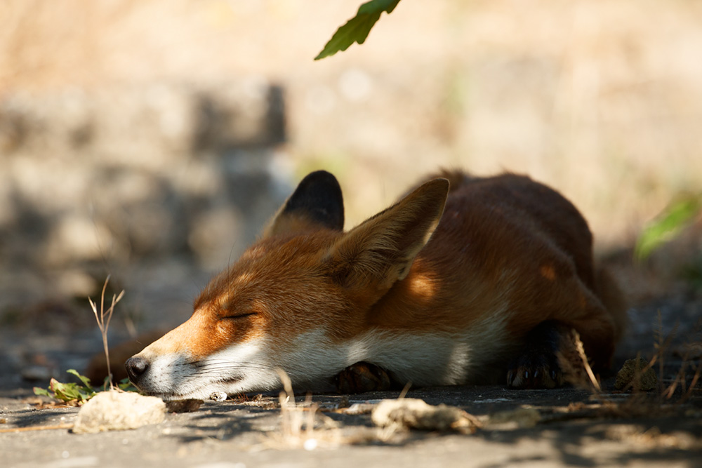 fox relaxing in the sun