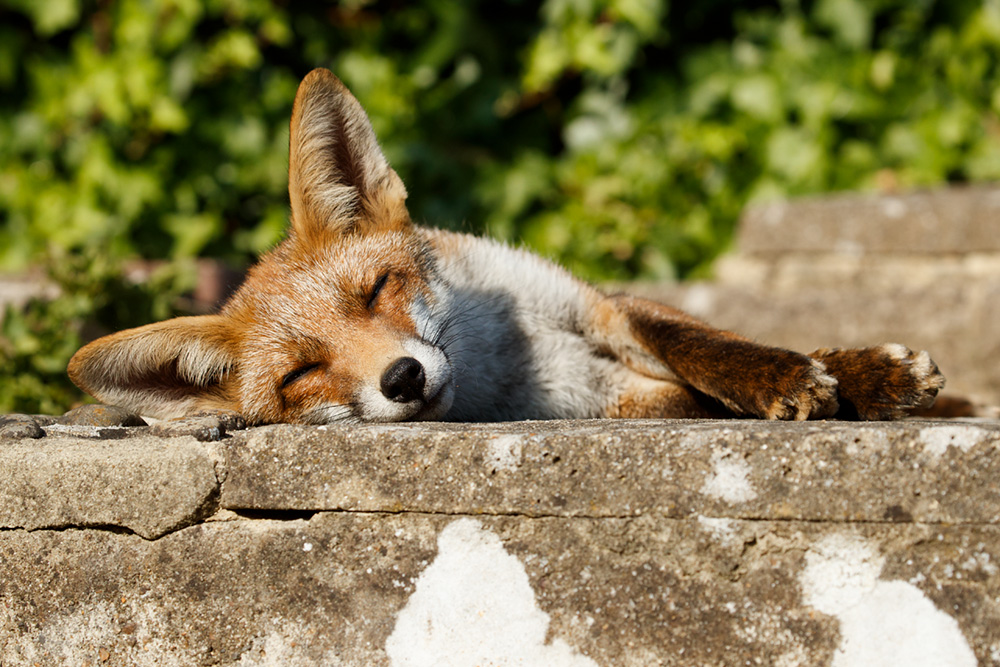 fox relaxing in the sun