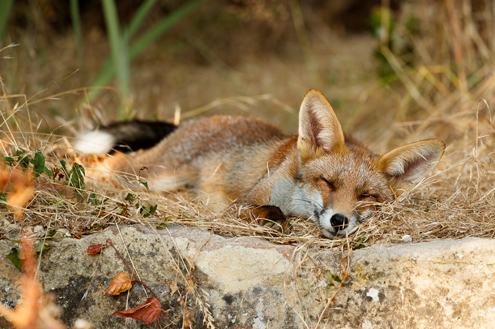 fox relaxing in the sun