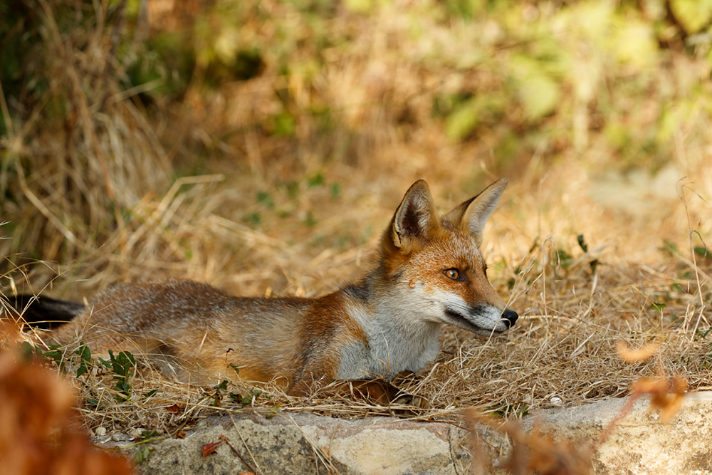 fox relaxing in the sun