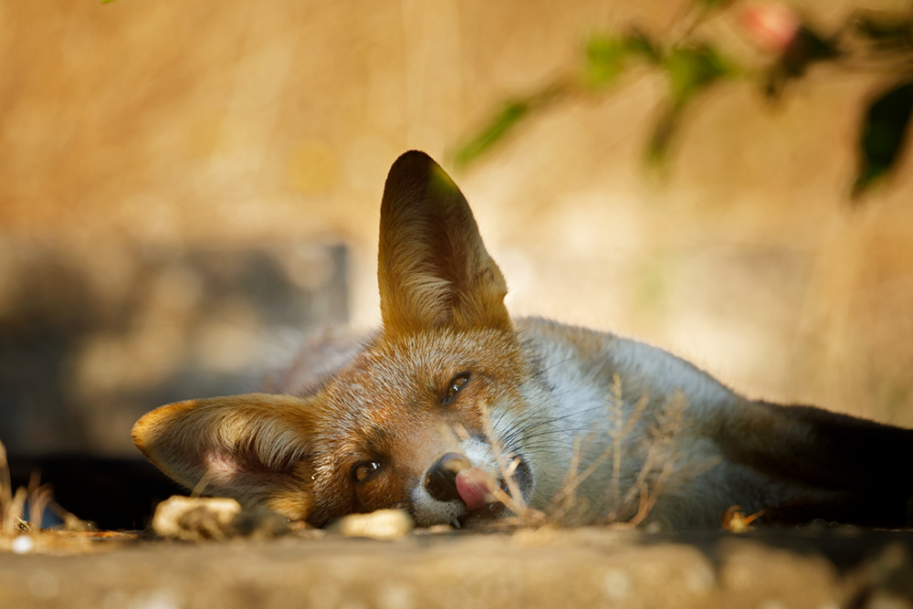 fox relaxing in the sun