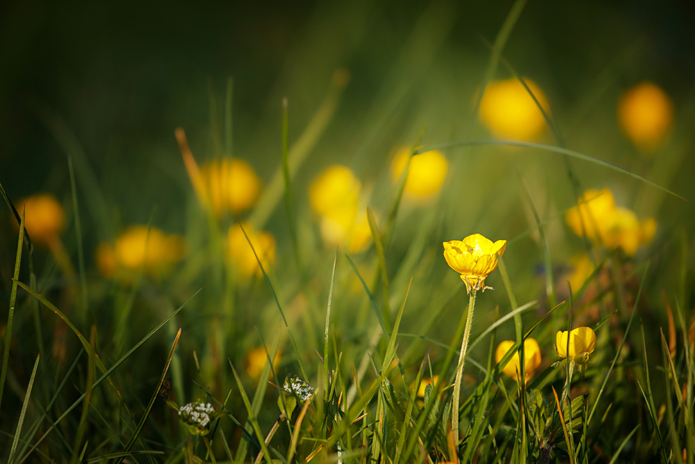 buttercups