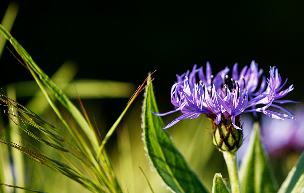 Cornflower